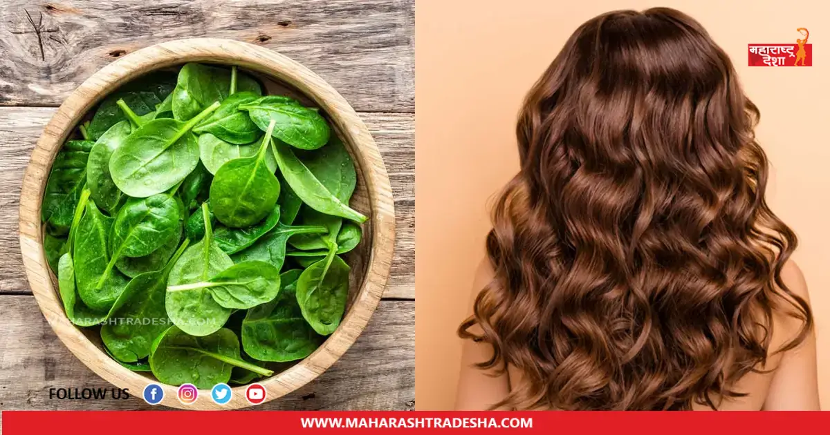 Spinach For Hair | केसांची काळजी घेण्यासाठी पालकाचा या पद्धतीने करा वापर