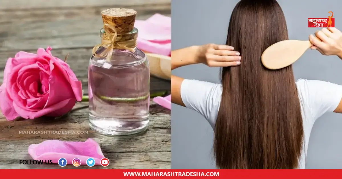 Shiny Hair | उन्हाळ्यामध्ये केसांना चमकदार बनवण्यासाठी गुलाब जल 'या' पद्धतीने करा वापर