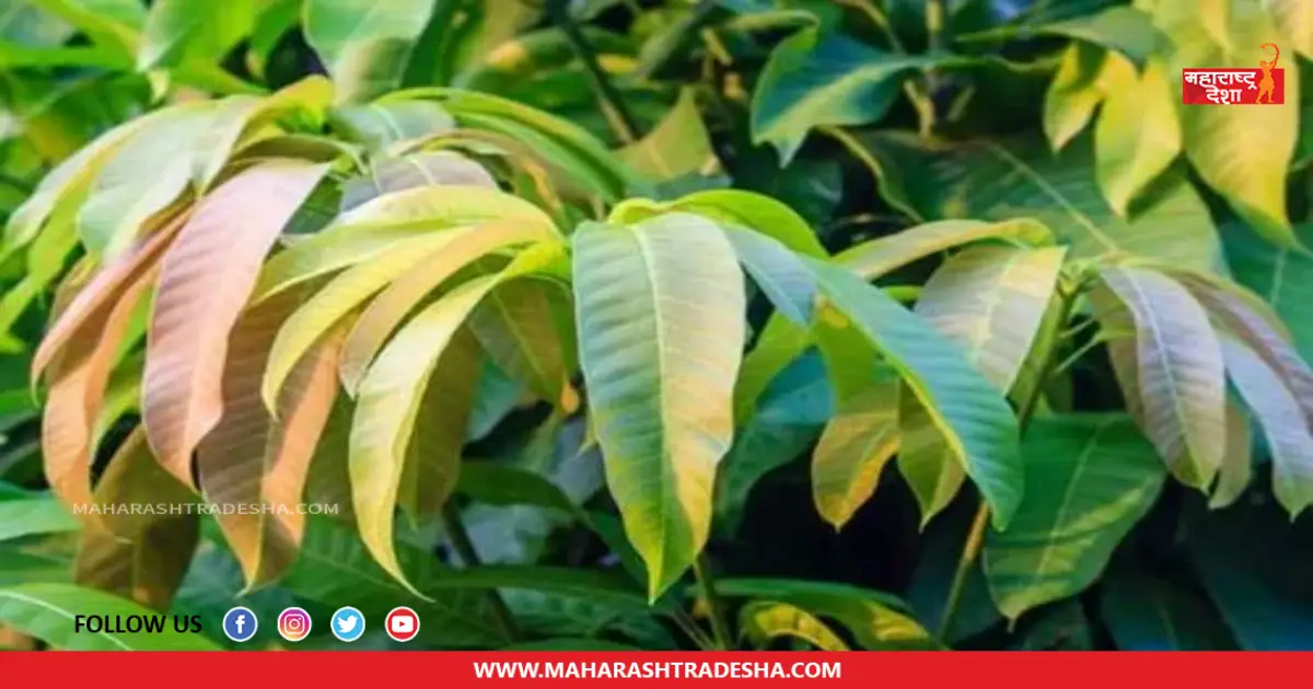 Mango Leaf | उन्हाळ्यामध्ये आंब्याच्या पानाचा चहा प्यायल्याने आरोग्याला मिळतात 'हे' फायदे