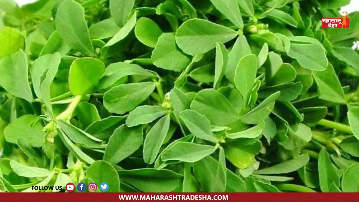 Consuming methi in a changing climate has many health benefits