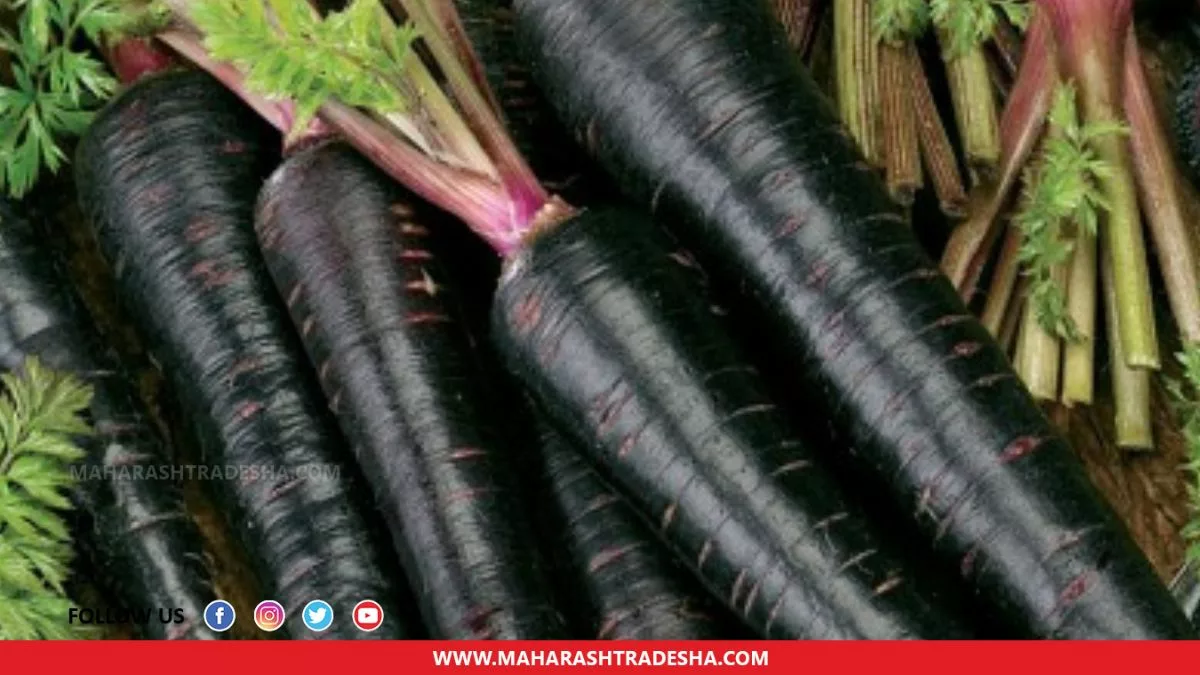 Consuming black carrot in winter has many health benefits