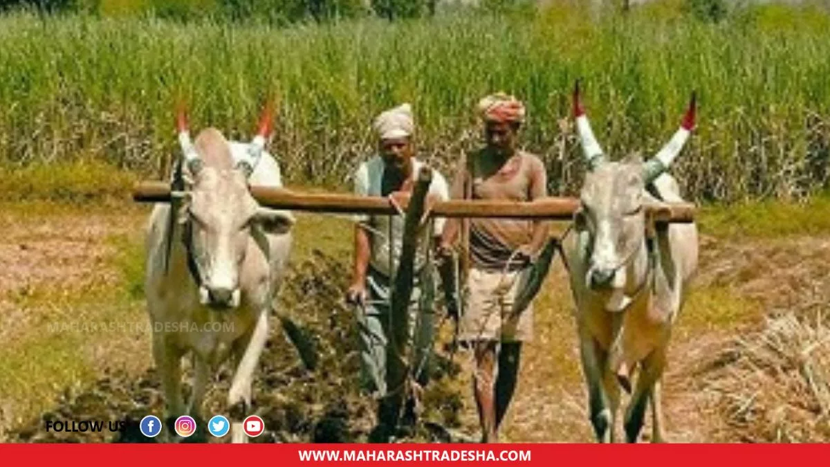 How to get Rabi crops insurance under PM Fasal Bima Yojana