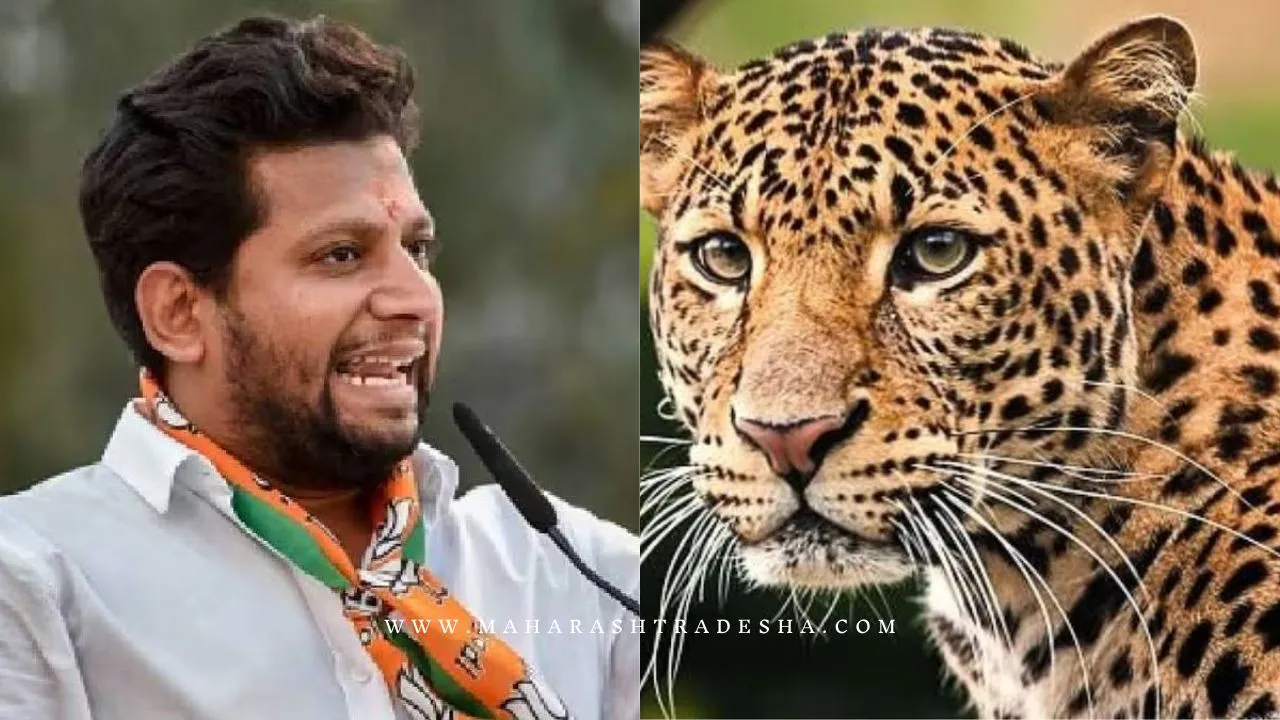 Sujay Vikhe Patil will go court get permission to kill leopards