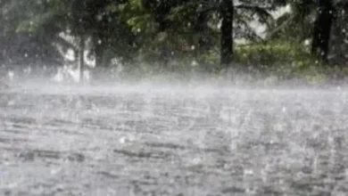 Unseasonal rain causes big crop loss in maharashtra monsoon