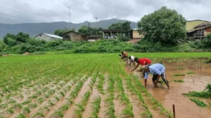 Maharashtra rain: rain will take a break in the state; agriculture department's important advice to farmers | imd alerts