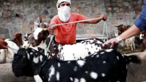 Bakri eid qurbani mumbai: भाजपचा कुर्बानीला तीव्र विरोध!