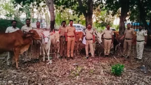 Dhorkin cattle rescue by Paithan MIDC police saving cows from slaughter