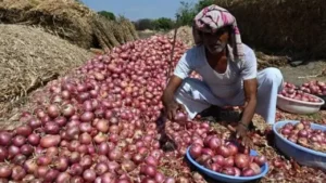 Onion farmer ganja cultivation demand letter to tehsildar by junnar farmer