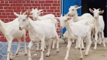 Saanen Goat Farming - High milk yielding Saanen goat breed in a dairy farm