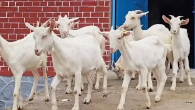Saanen goat farming - high milk yielding saanen goat breed in a dairy farm