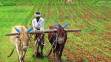 Farmer