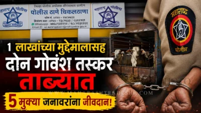  chikalthana police beef raid to save animals in sambhajinagar