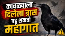 Crow watching humans attentively science behind crow intelligence