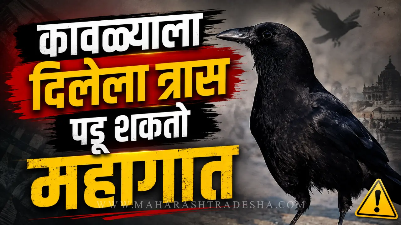 Crow watching humans attentively science behind crow intelligence