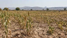 Dried crops field representing drought in Maharashtra